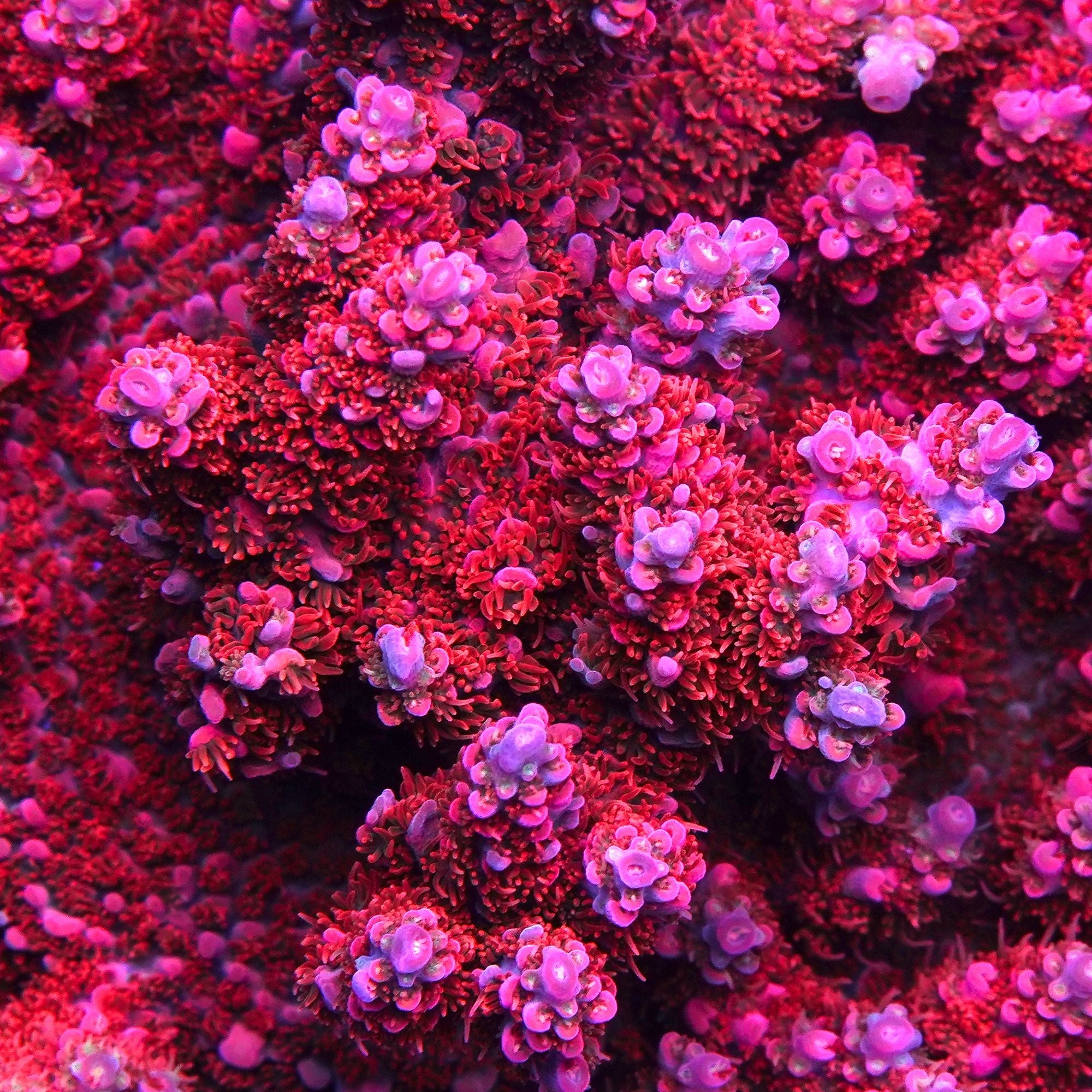 SPS