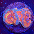 Aussie Acan (G1)