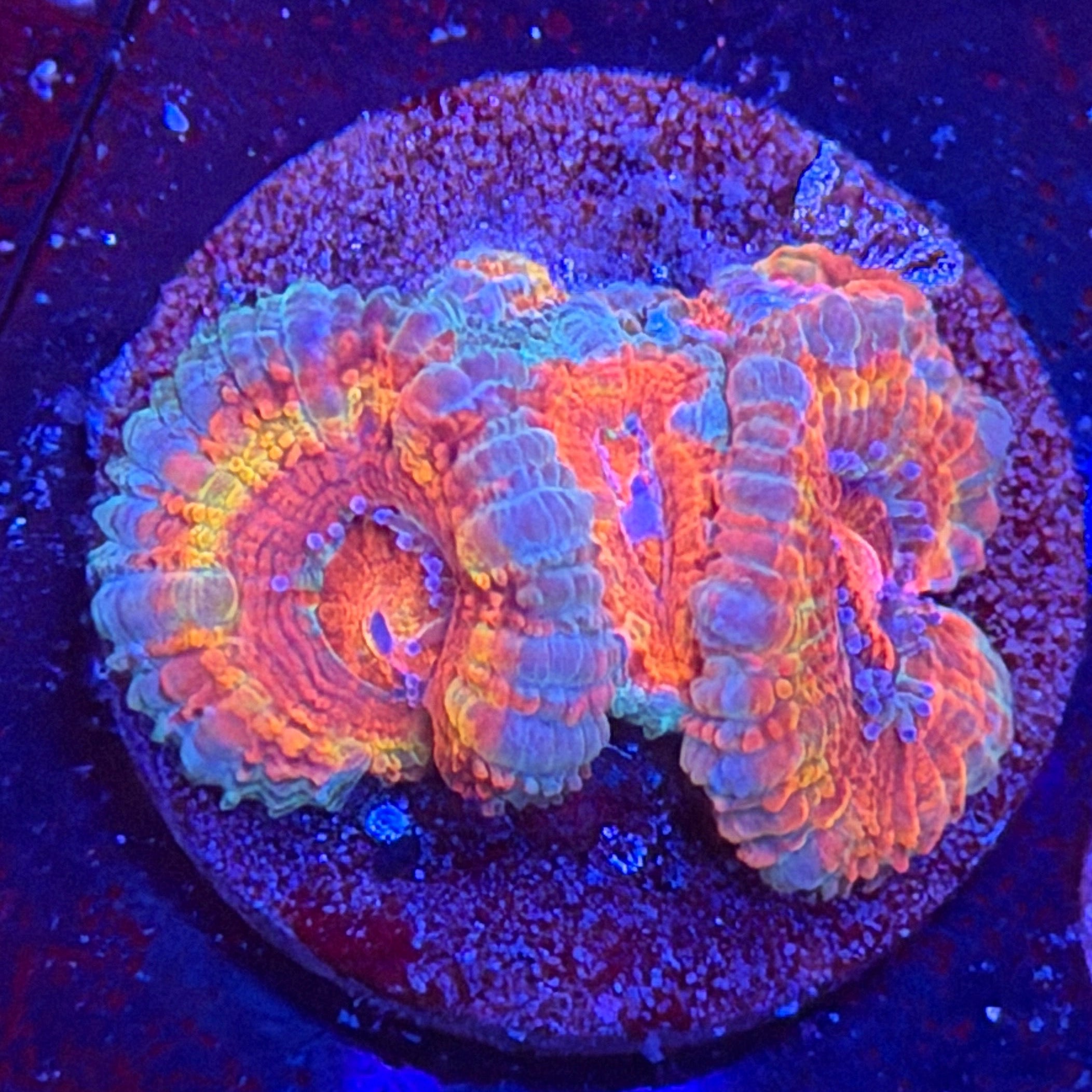 Aussie Acan (G1)