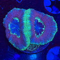 Asian Acan (C1)