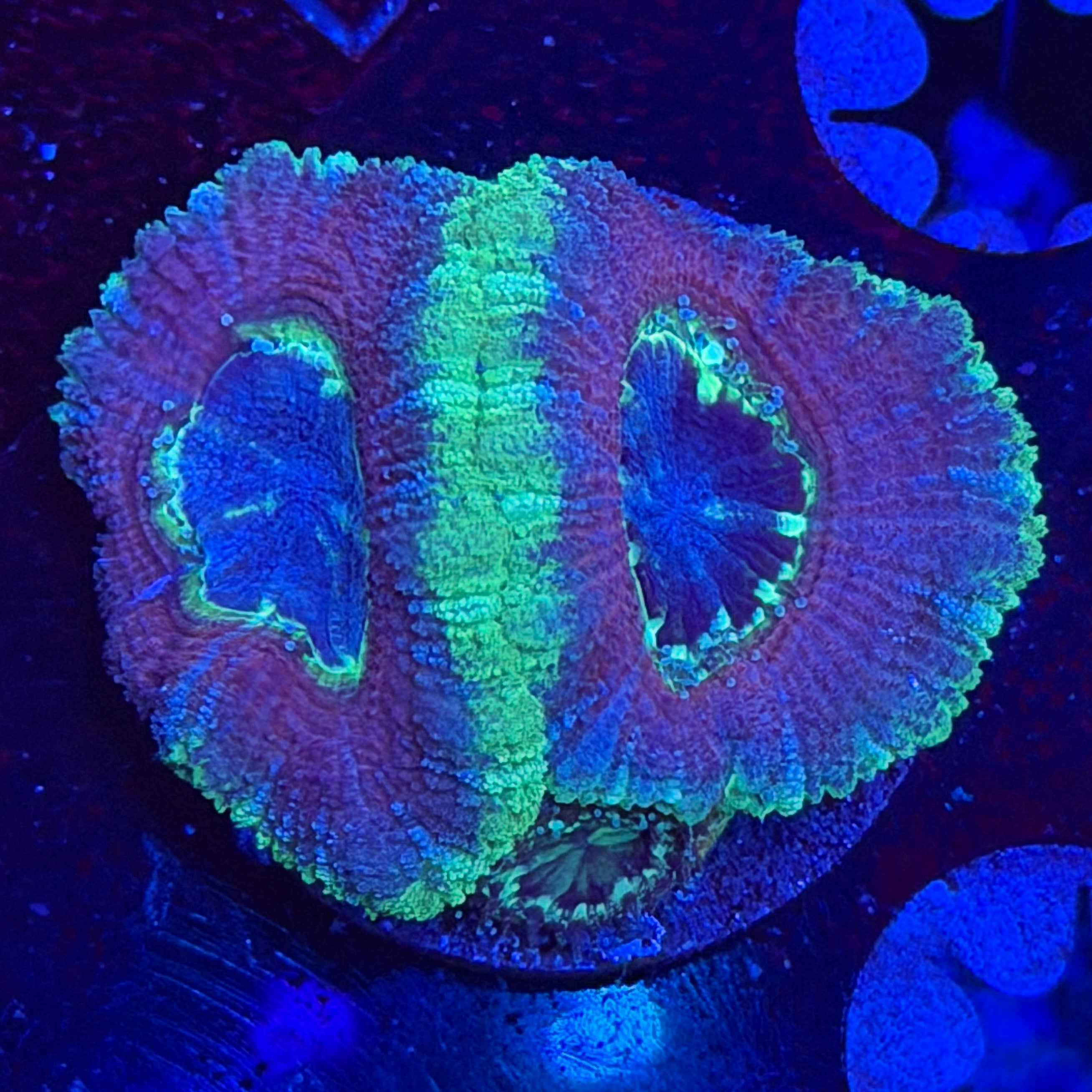 Asian Acan (C1)
