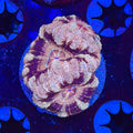 Desert Rose Acan (B6)