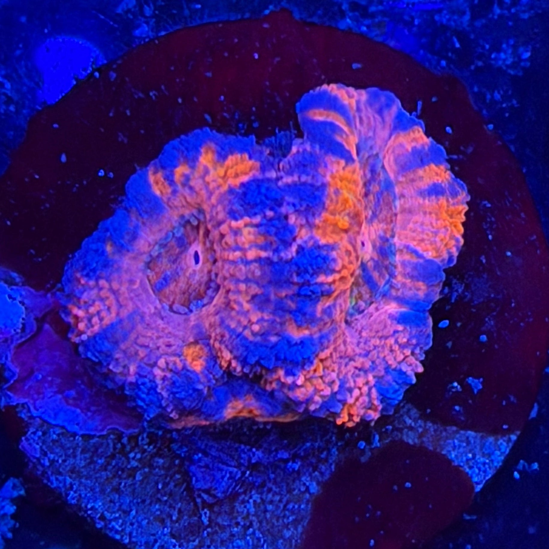 Aussie Acan (E5)