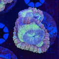 Asian Acan (F14)