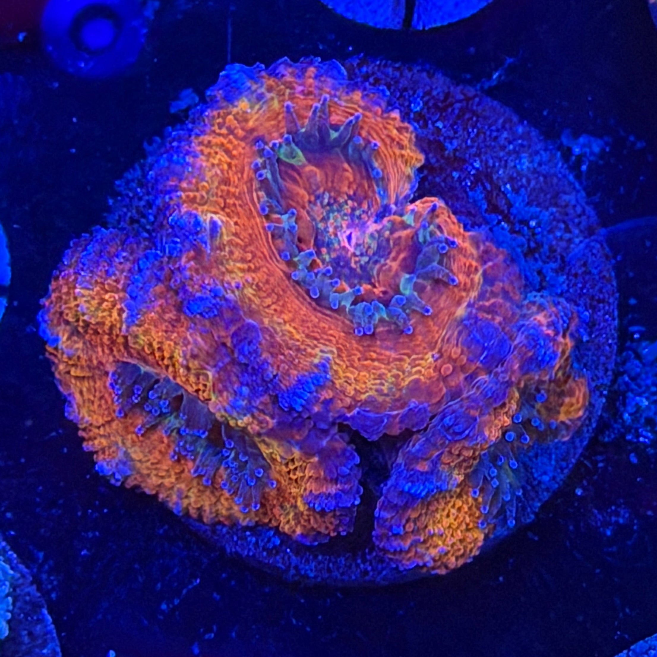 Burning Ember Acan (D8)