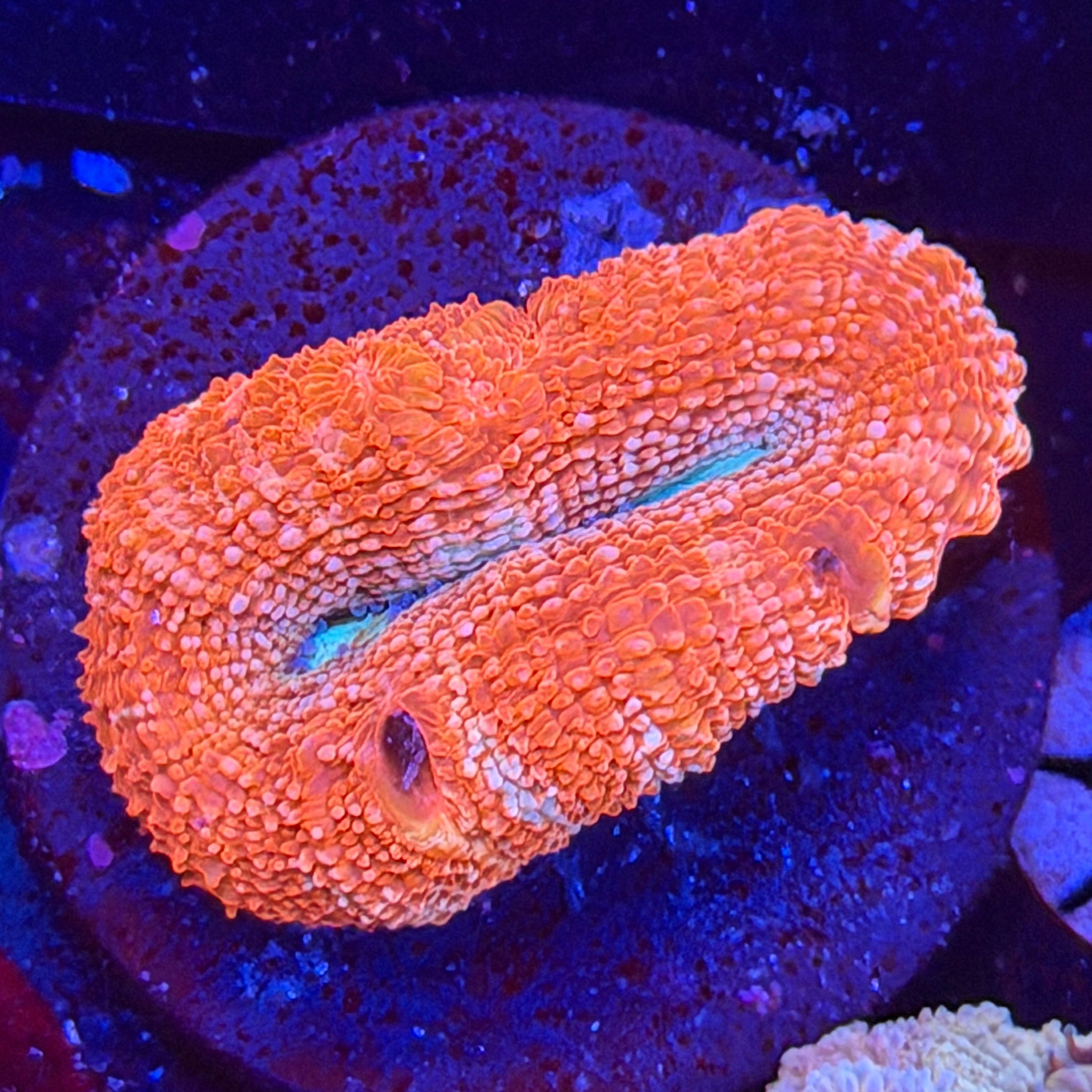 WYSIWYG – Poo Tang Reefs
