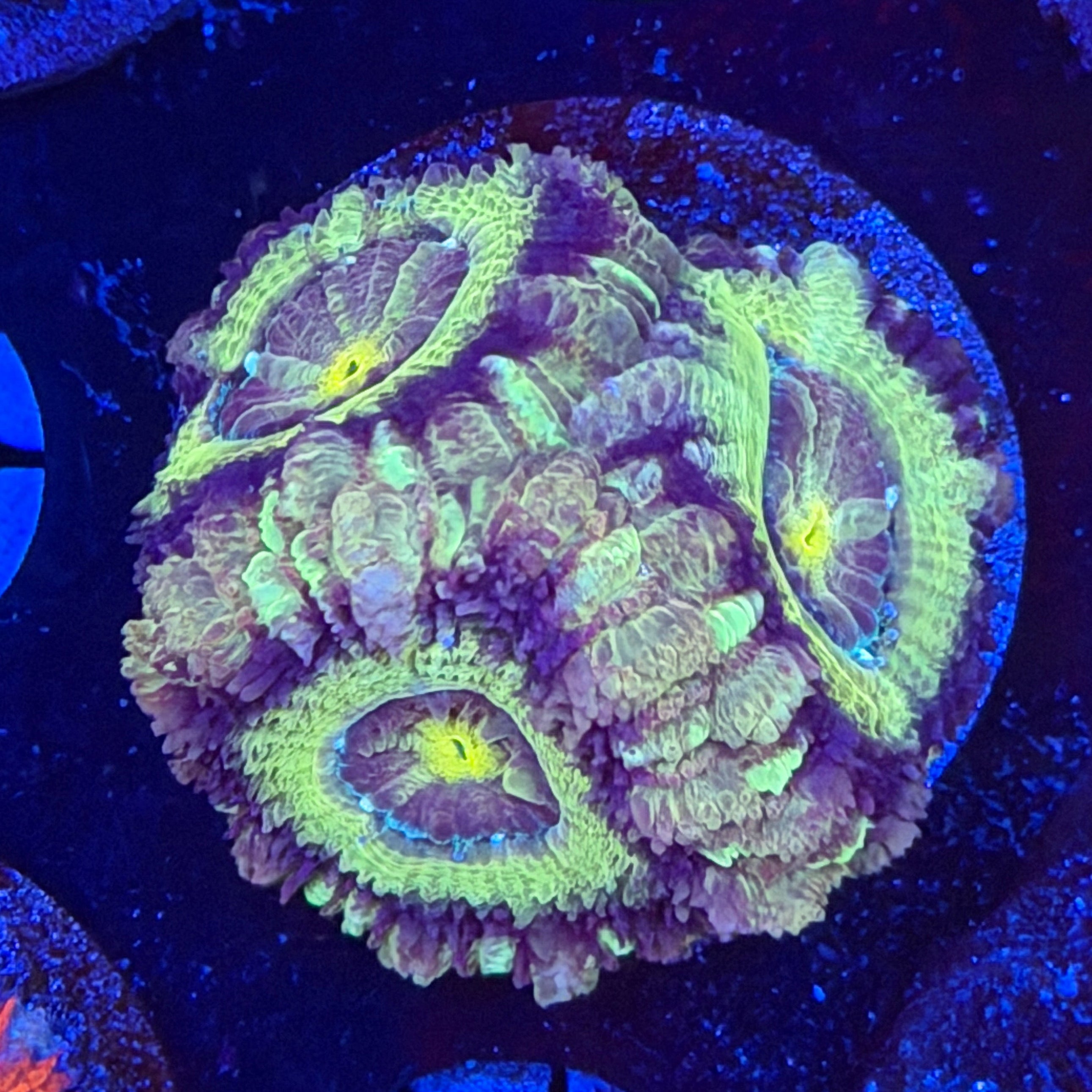 Asian Acan (C11)