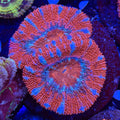 Aussie Acan (H6)