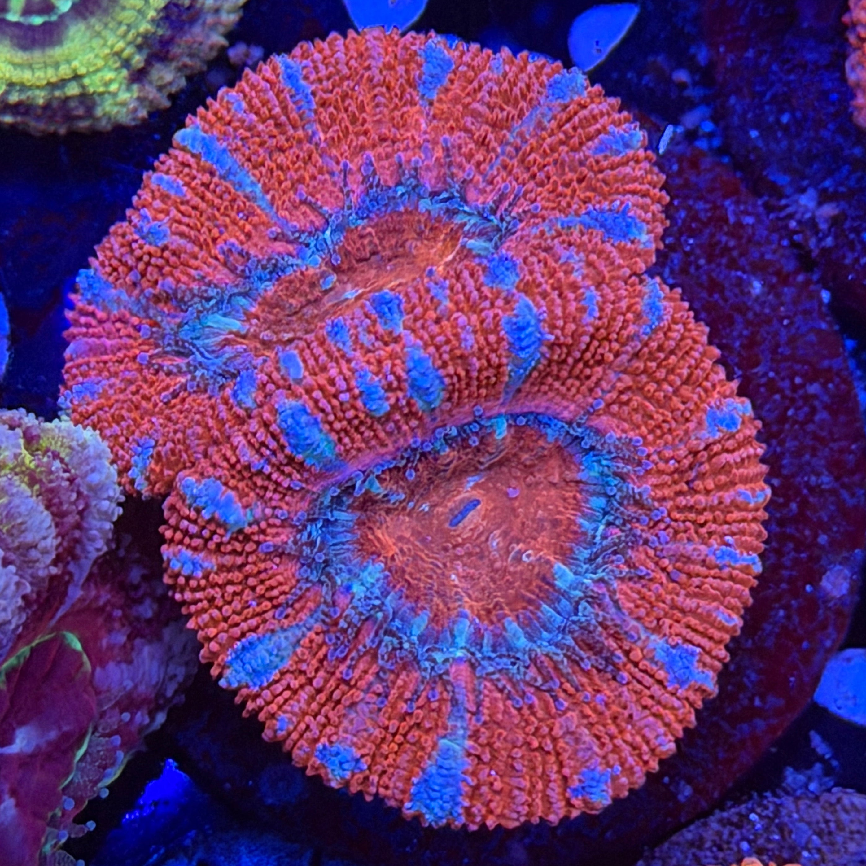 Aussie Acan (H6)