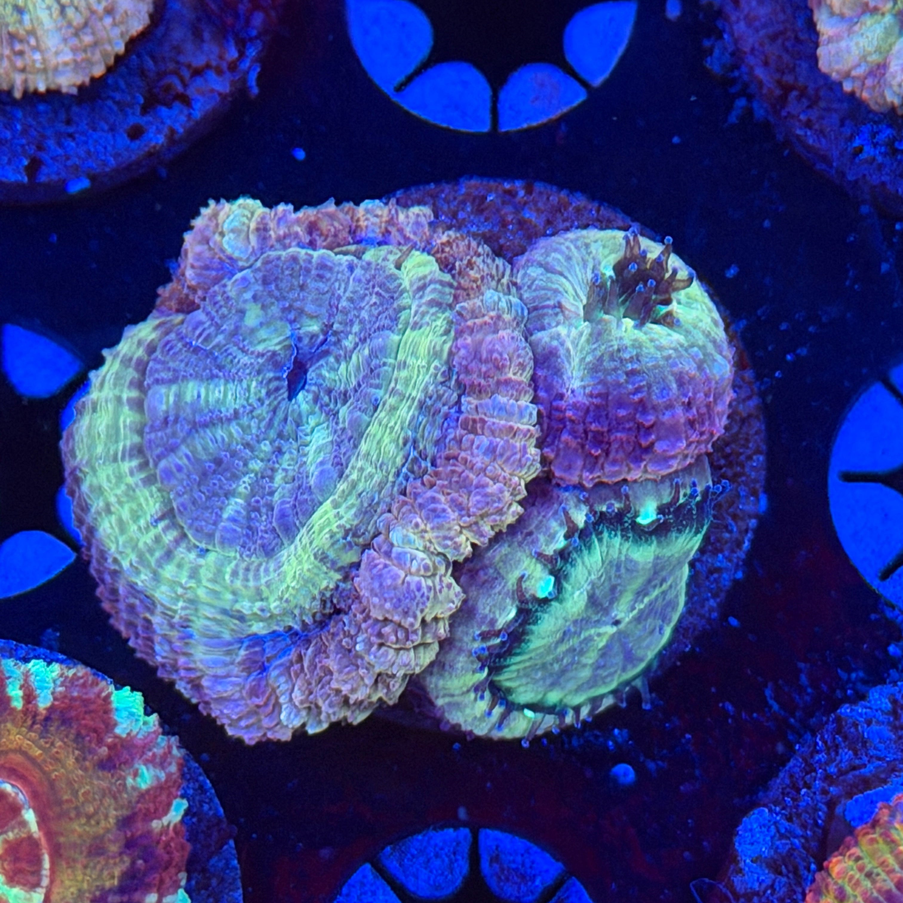 Asian Acan (F12)