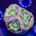 Asian Acan (I3)