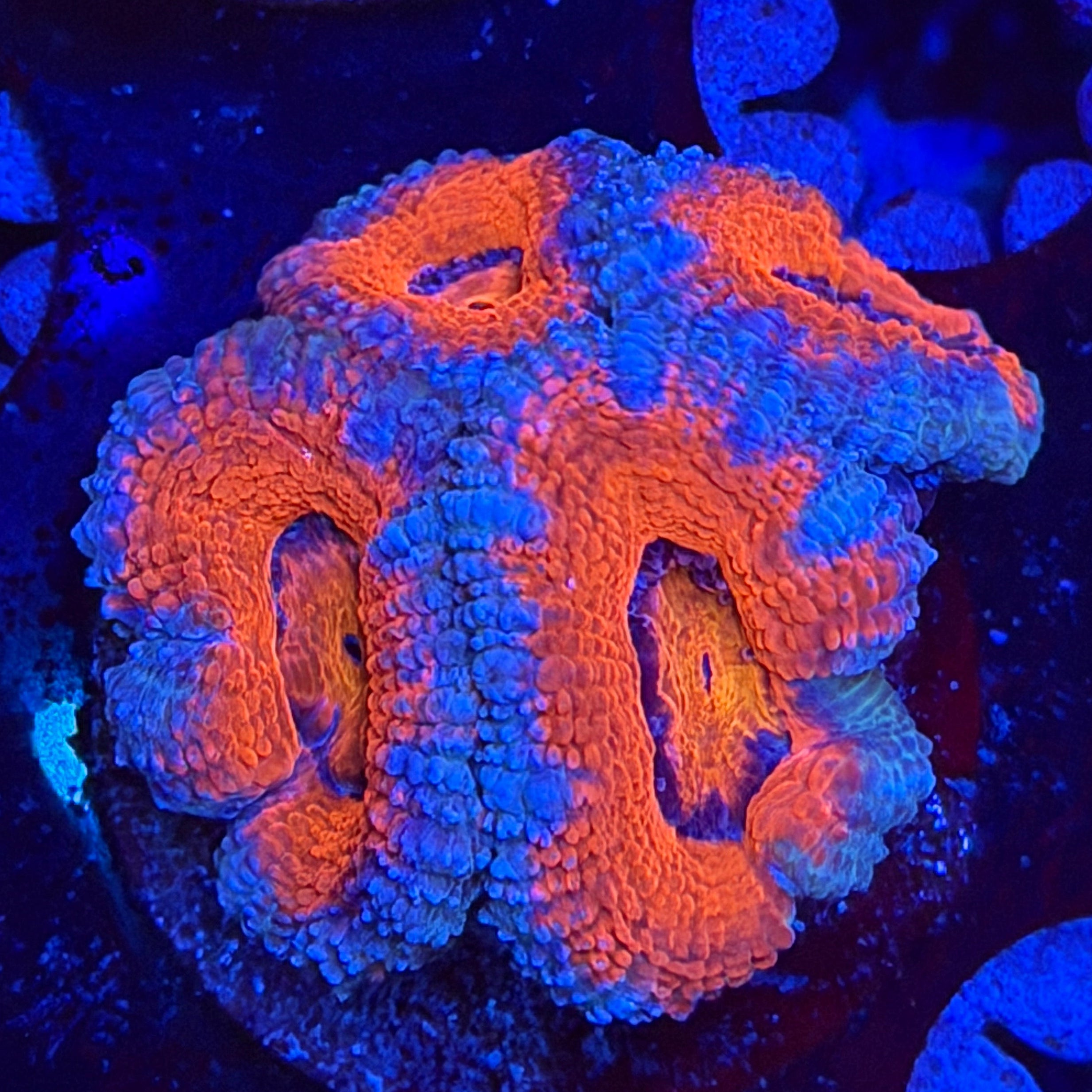 Aussie Acan (C5)