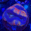 Aussie Acan (F4)