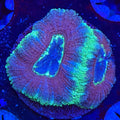 Asian Acan (C3)