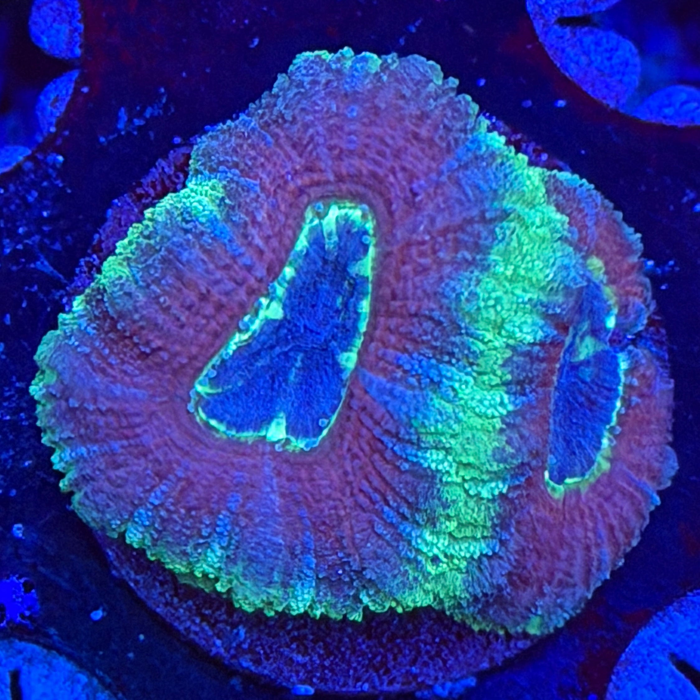 Asian Acan (C3)