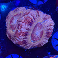 Asian Acan (D6)
