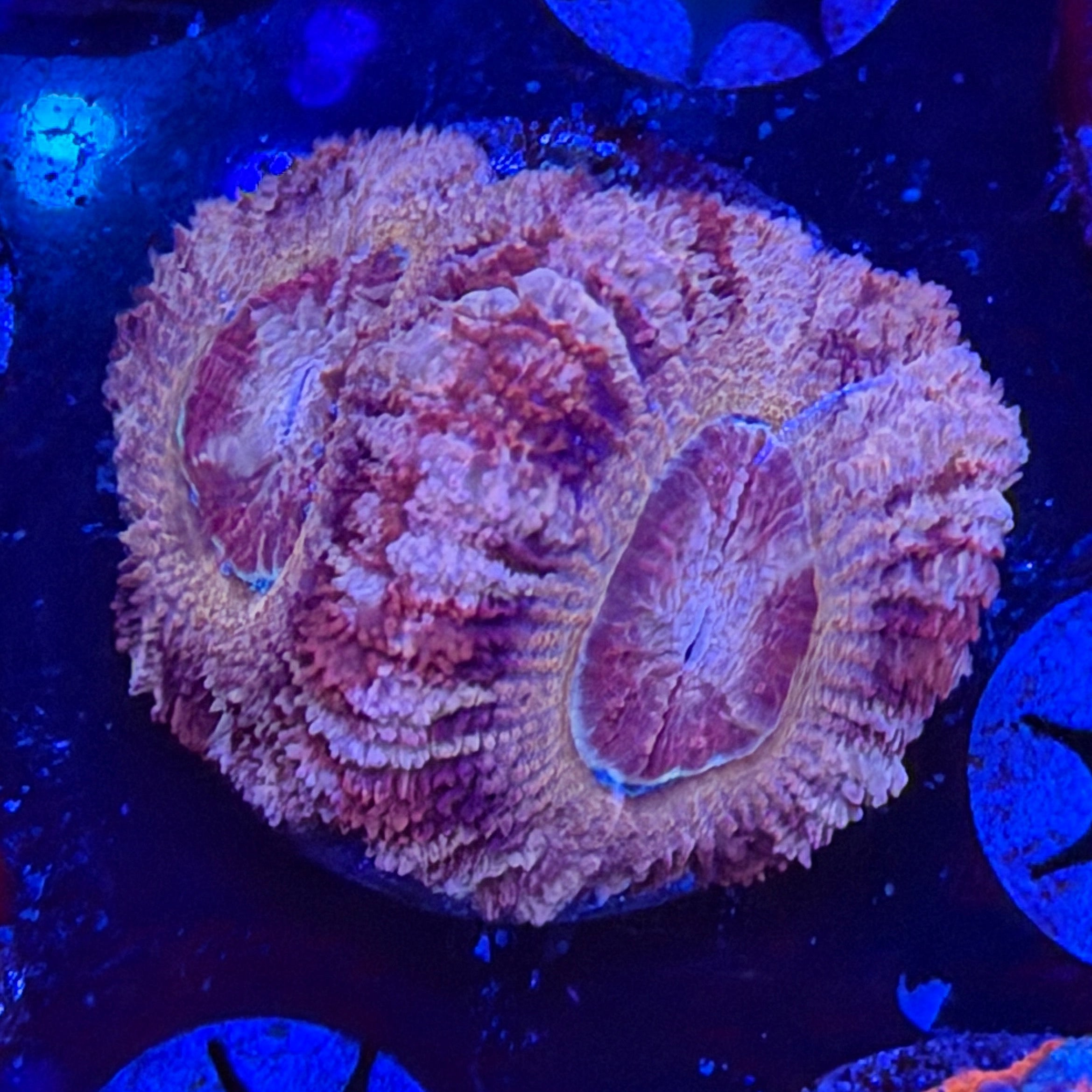Asian Acan (D6)