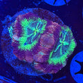 Mokis Grapes Acan (A9)