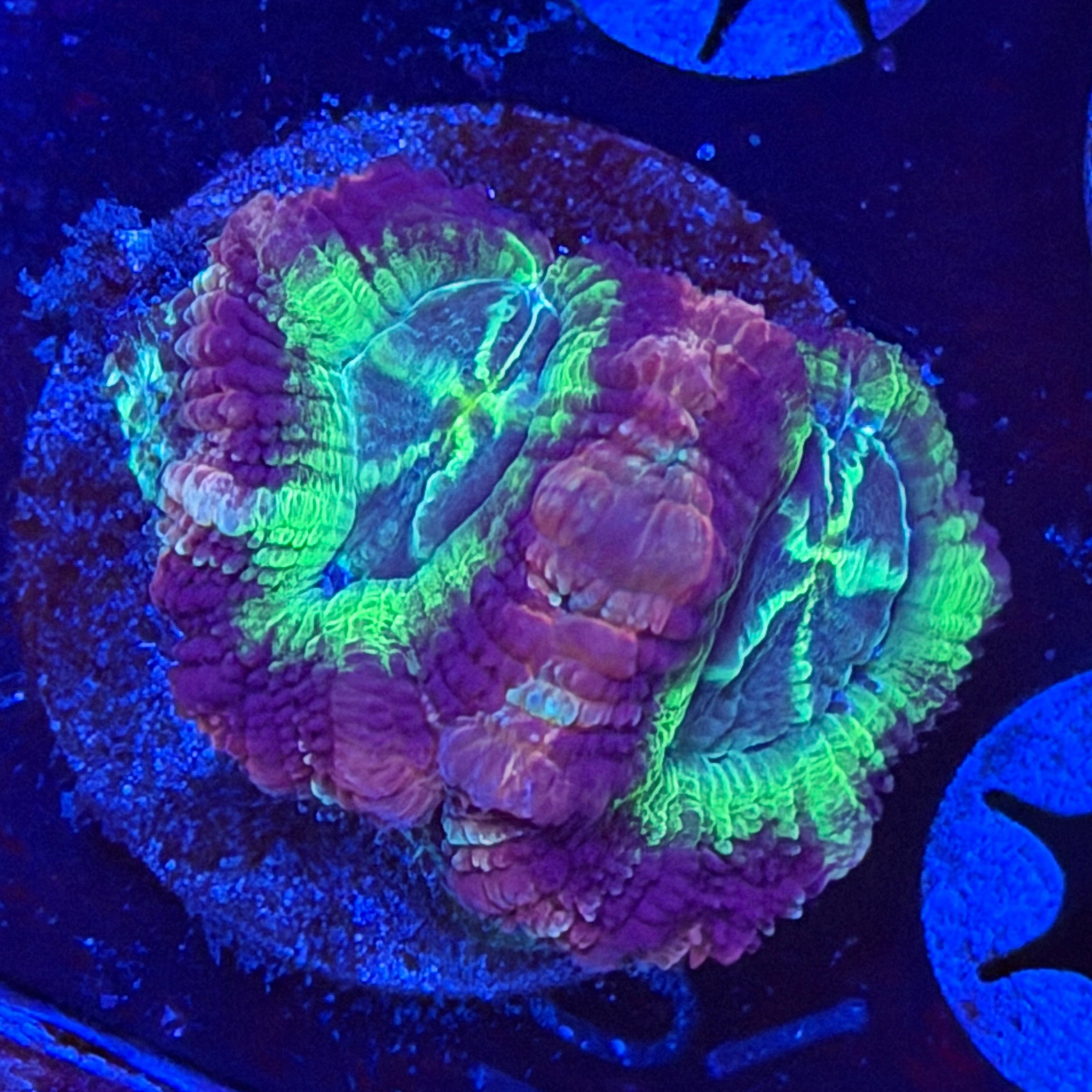 Mokis Grapes Acan (A9)