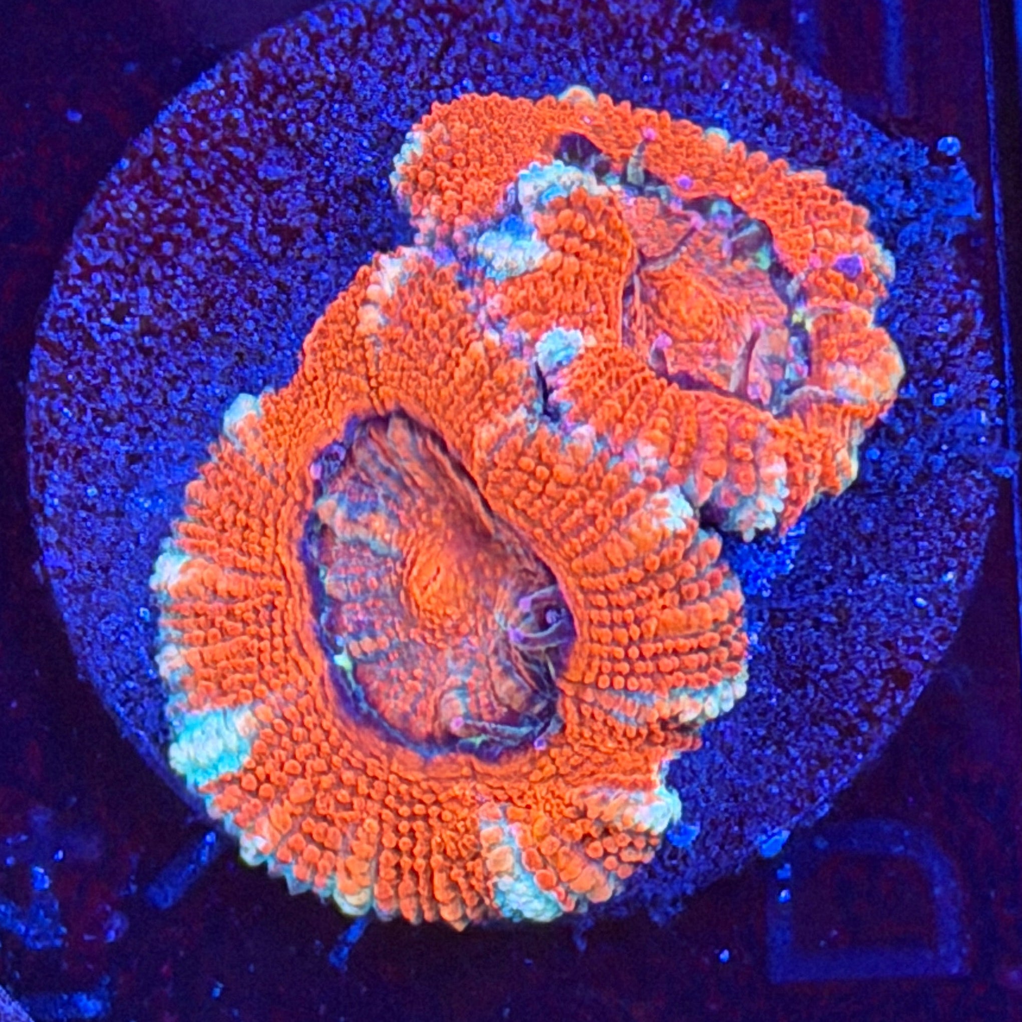 Aussie Acan (D14)