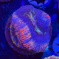 Aussie Acan (F2)