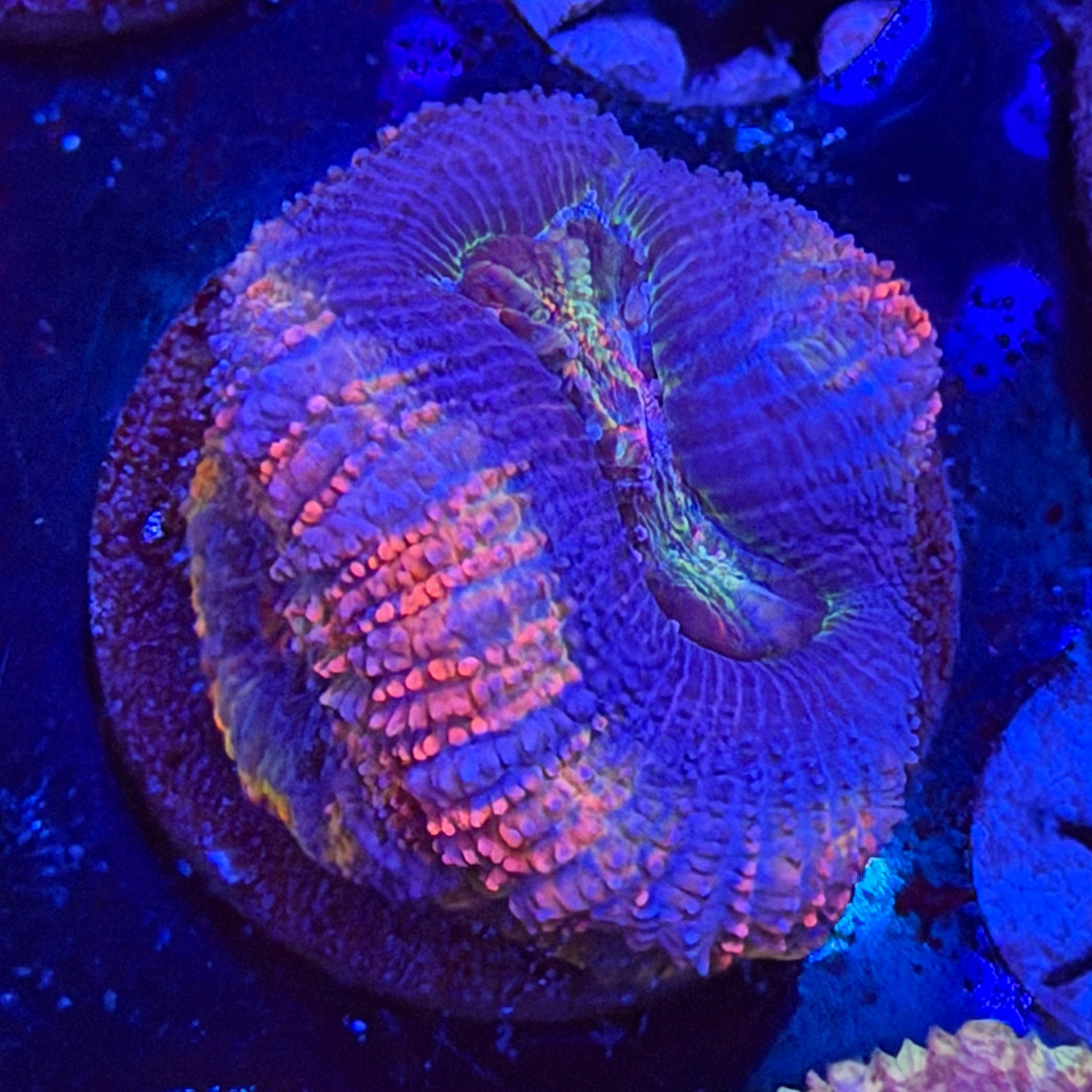 Aussie Acan (F2)