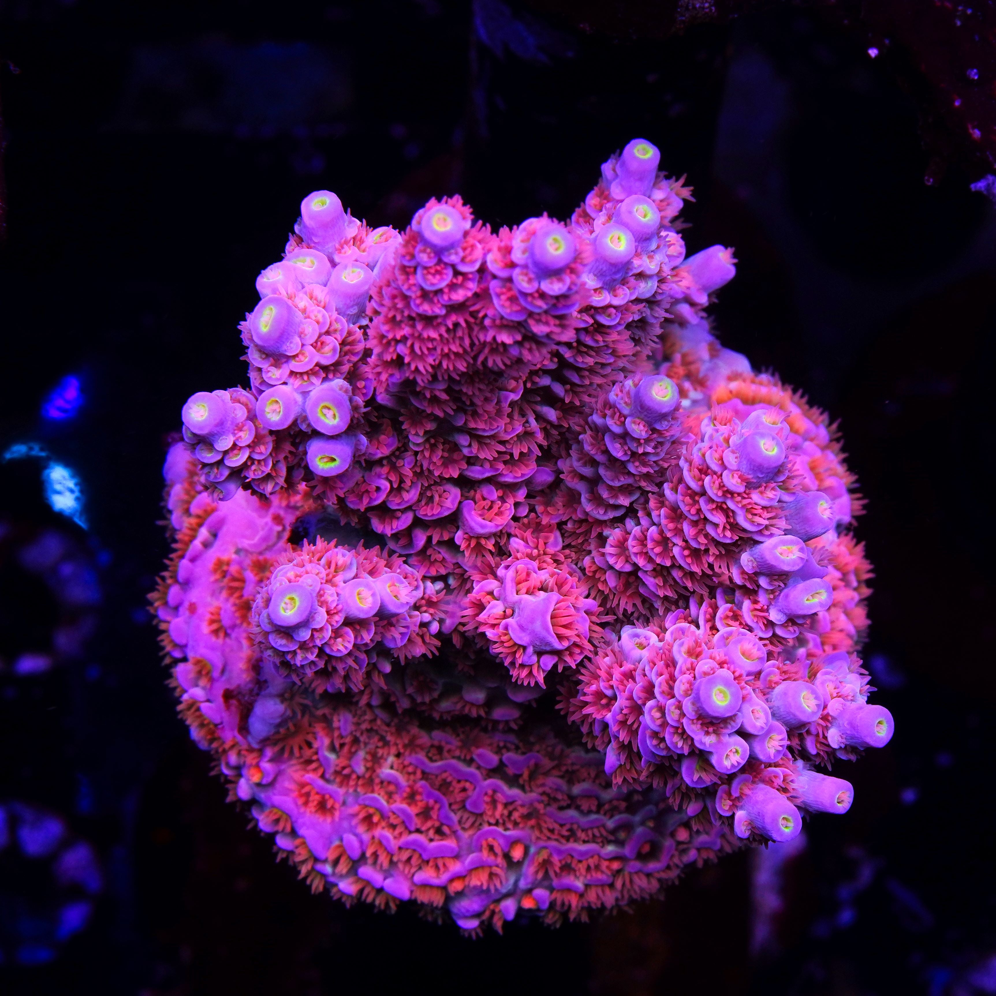 PTR Frankenberry