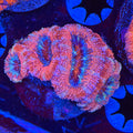 Powder Puff Acan (A11)