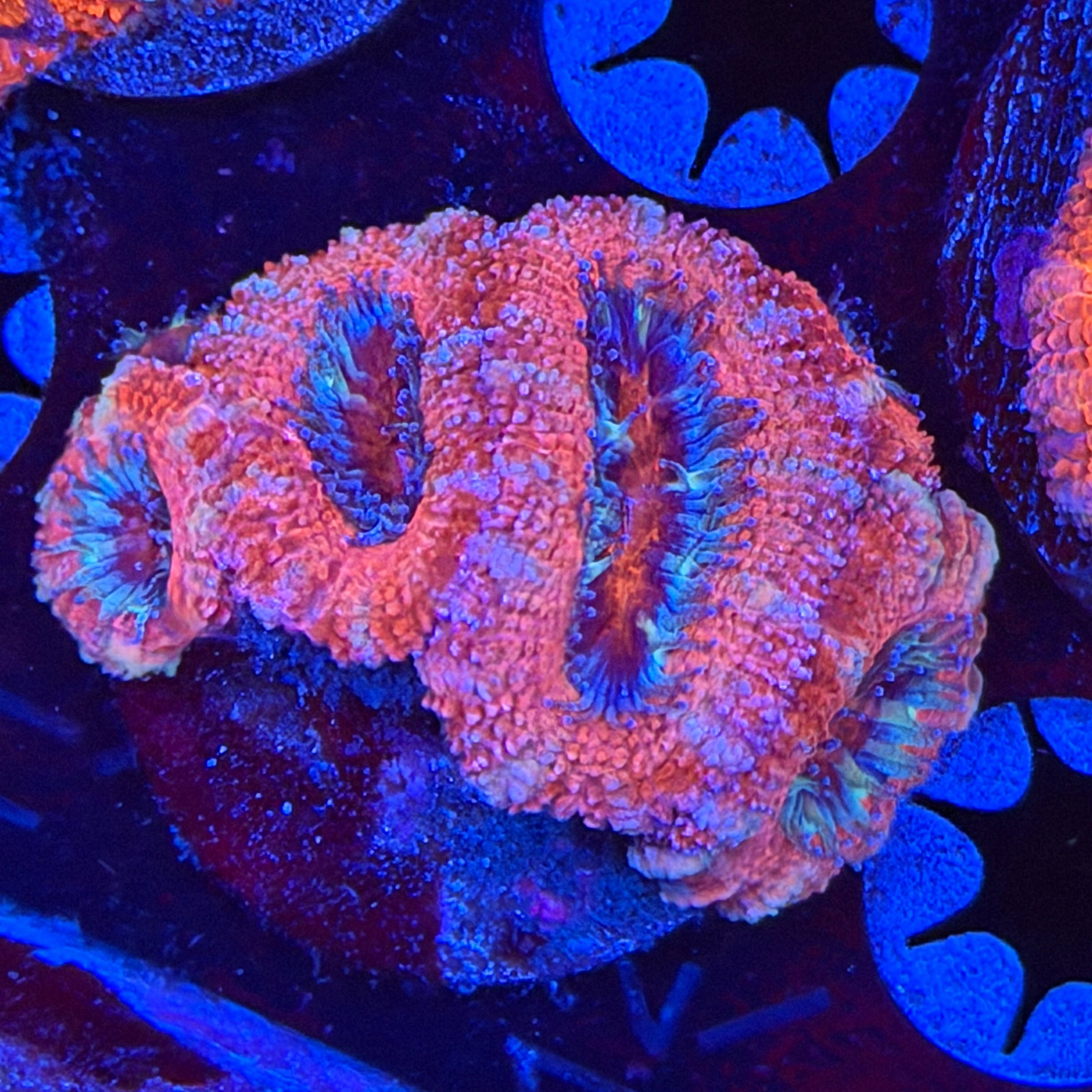 Powder Puff Acan (A11)