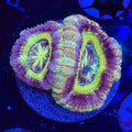Asian Acan (E1)