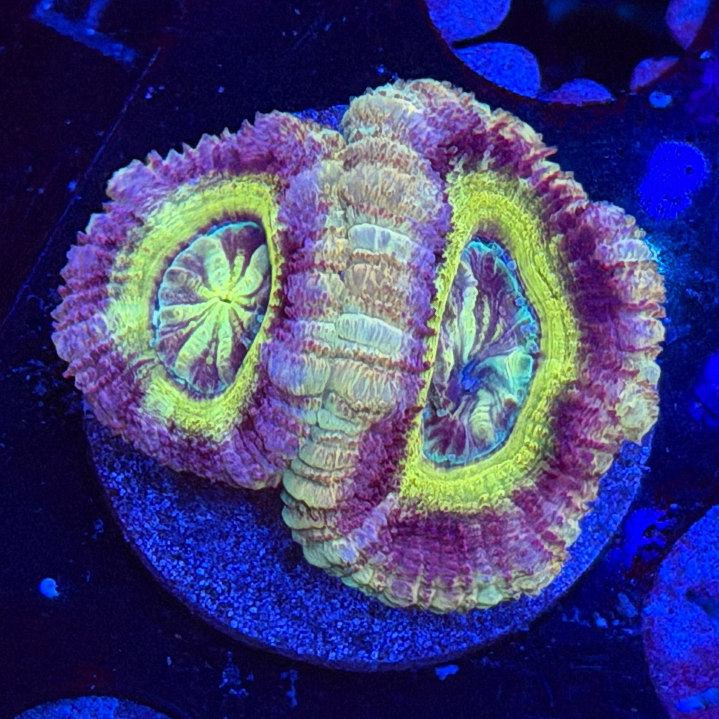 Asian Acan (E1)