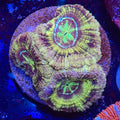 Asian Acan (I5)
