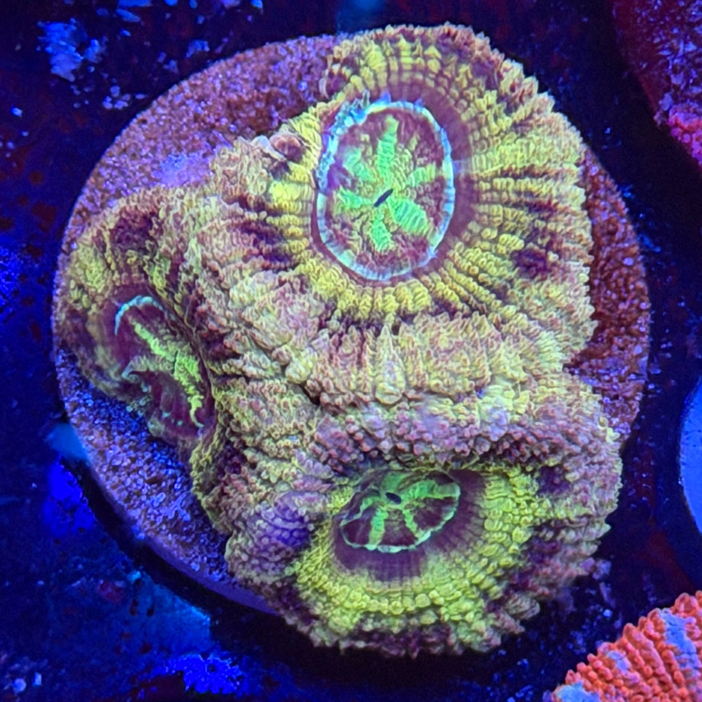Asian Acan (I5)