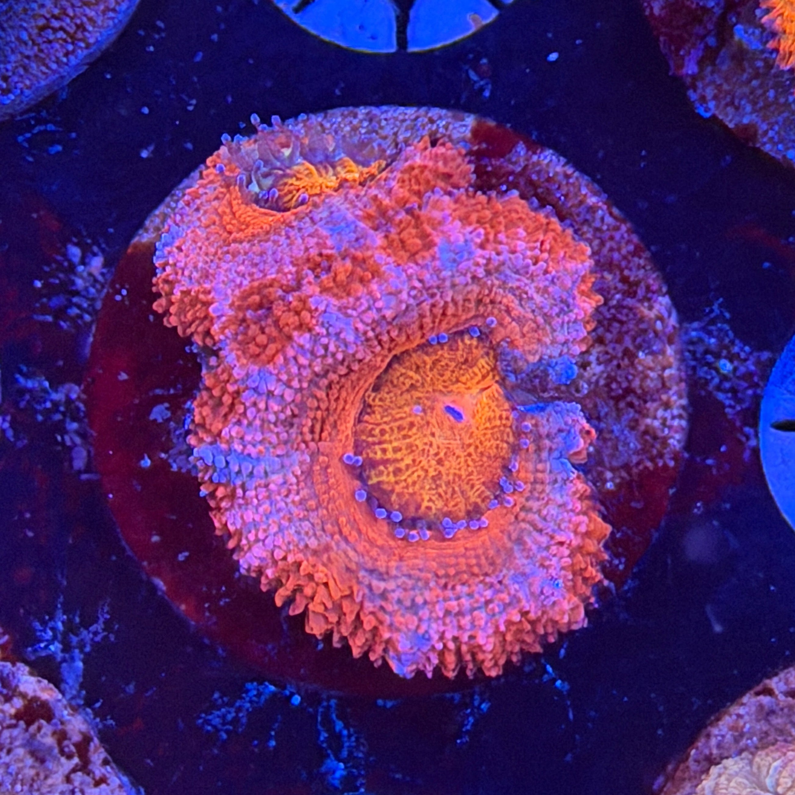 Aussie Acan (H12