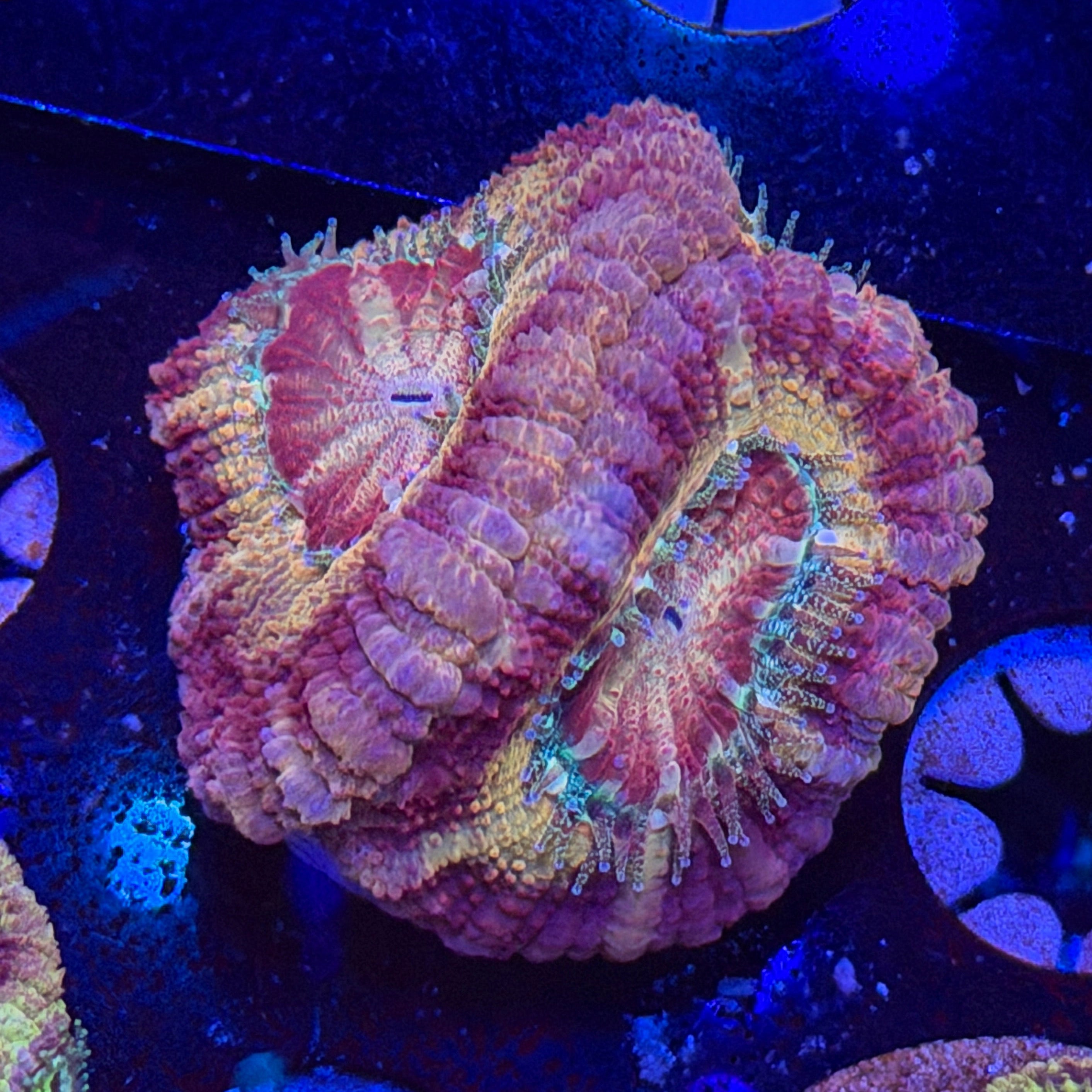 Asian Acan (J4)