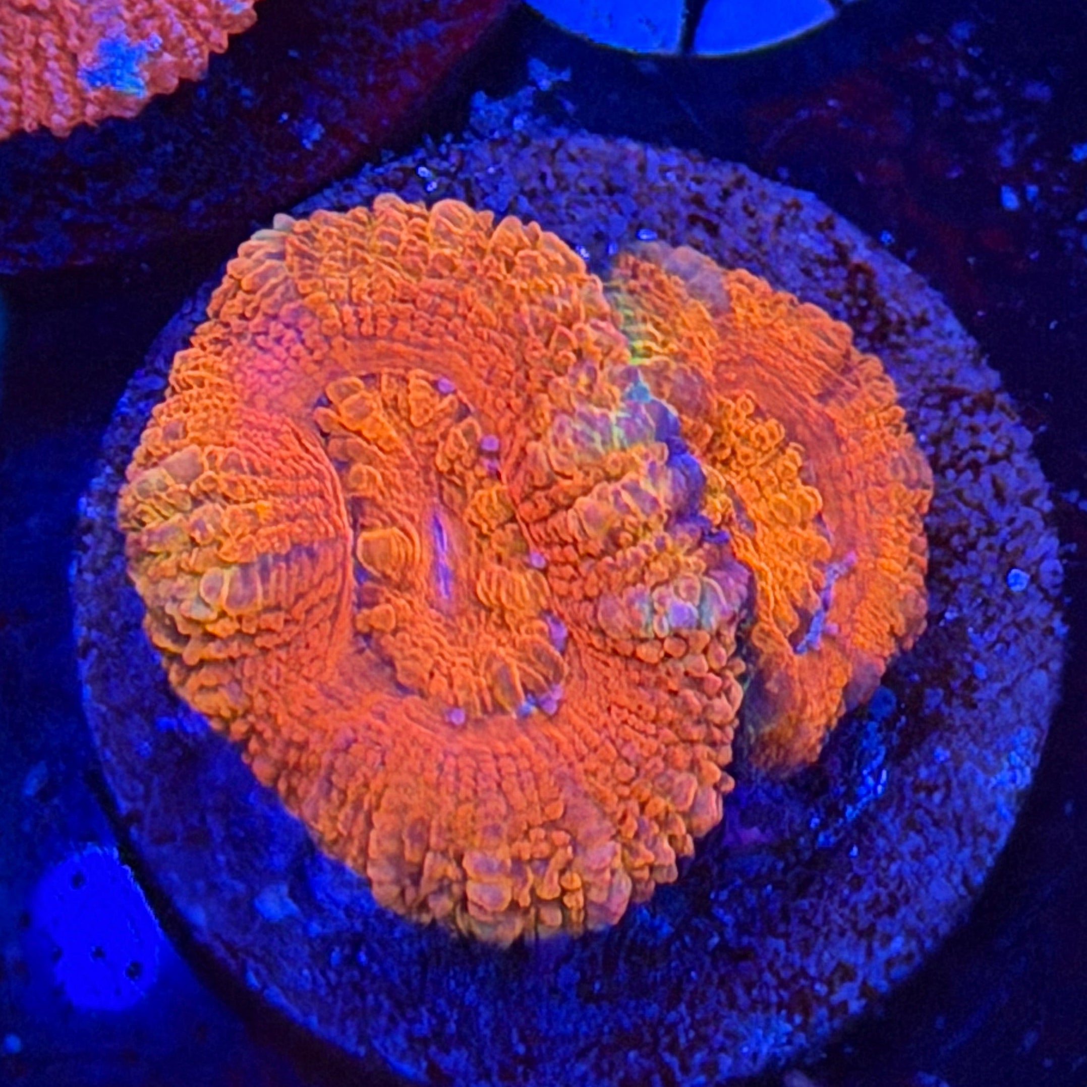 Aussie Acan (G7)