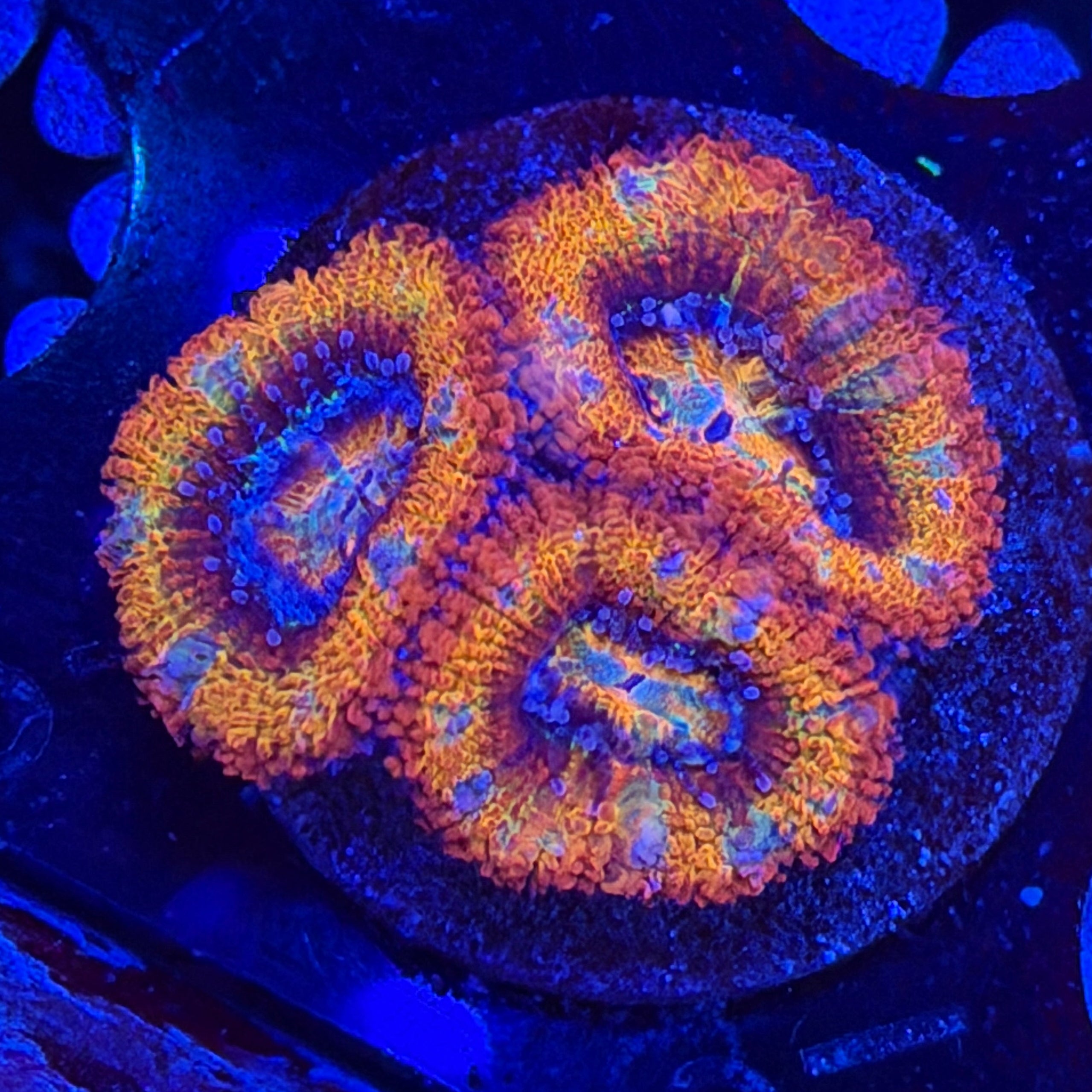 Firecracker Acan (A5)