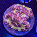 Asian Acan (H2)