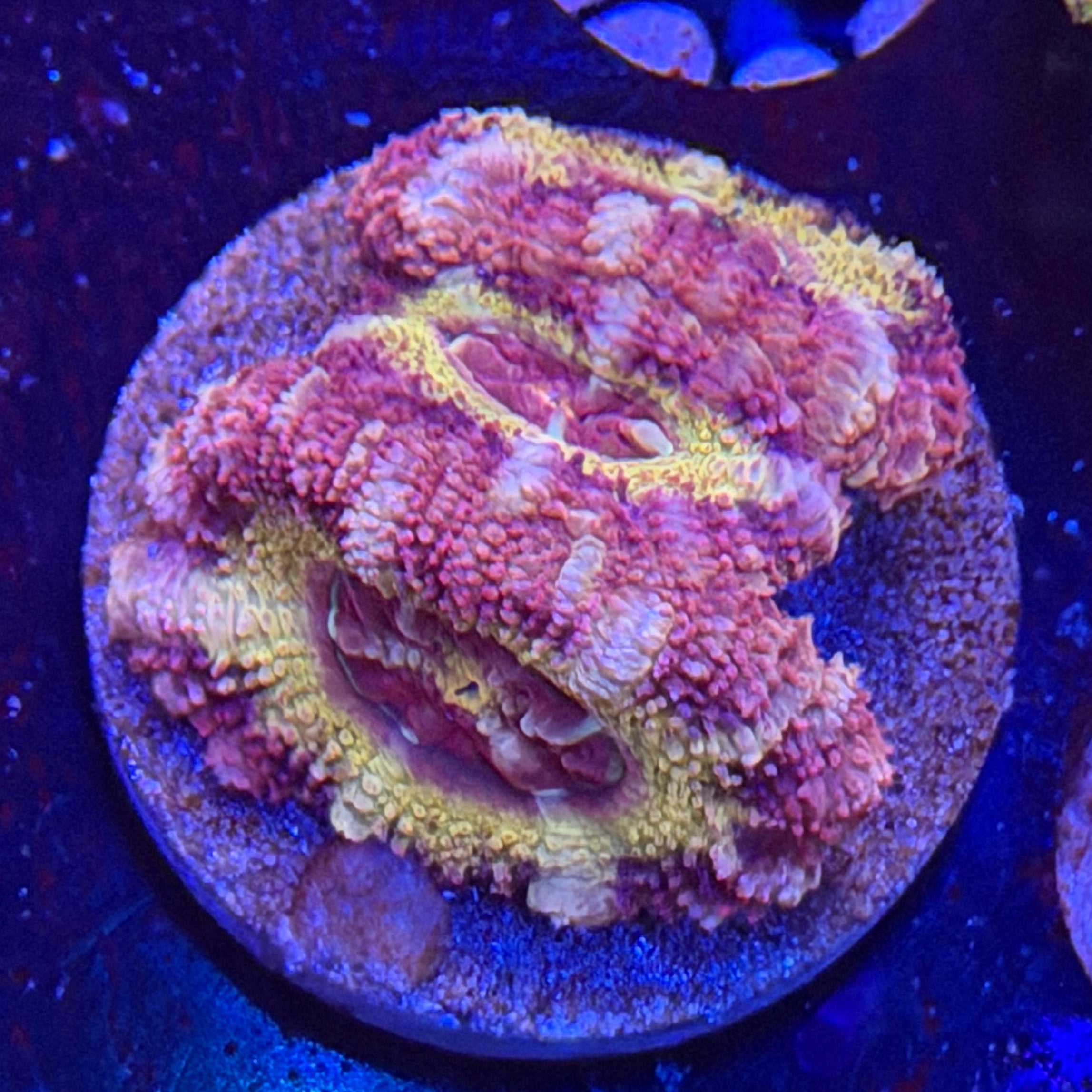 Asian Acan (H2)
