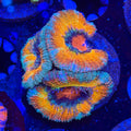 Happy Acan (F6)