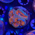 Aussie Acan (G3)