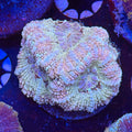 Asian Acan (I9)