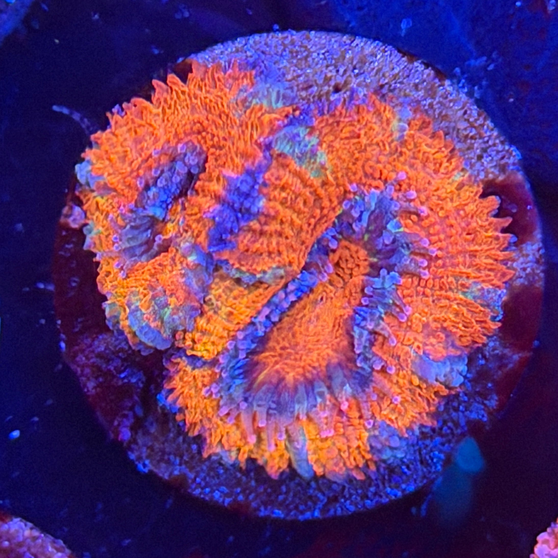 Aussie Acan (I13)