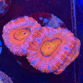 Aussie Acan (H14)