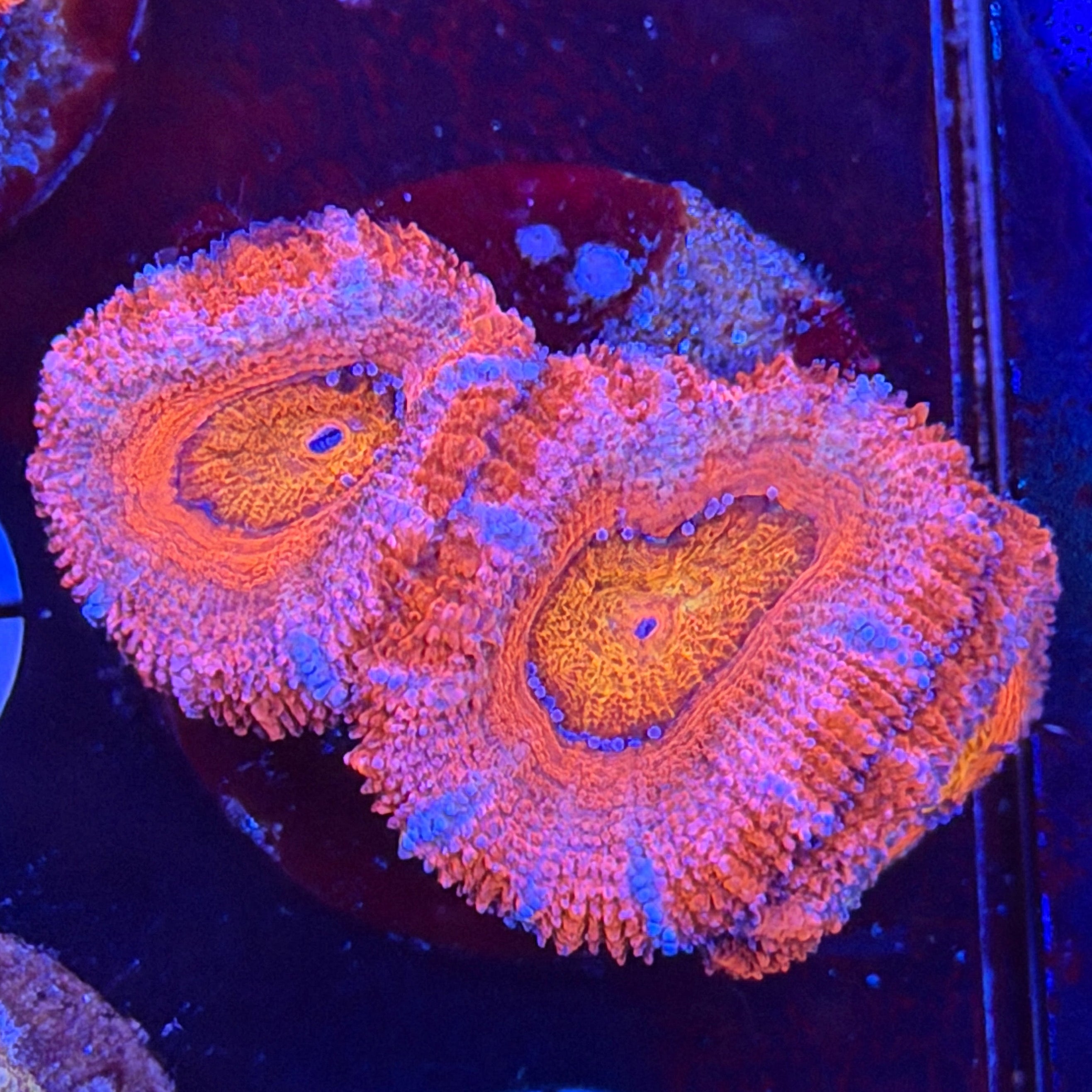 Aussie Acan (H14)
