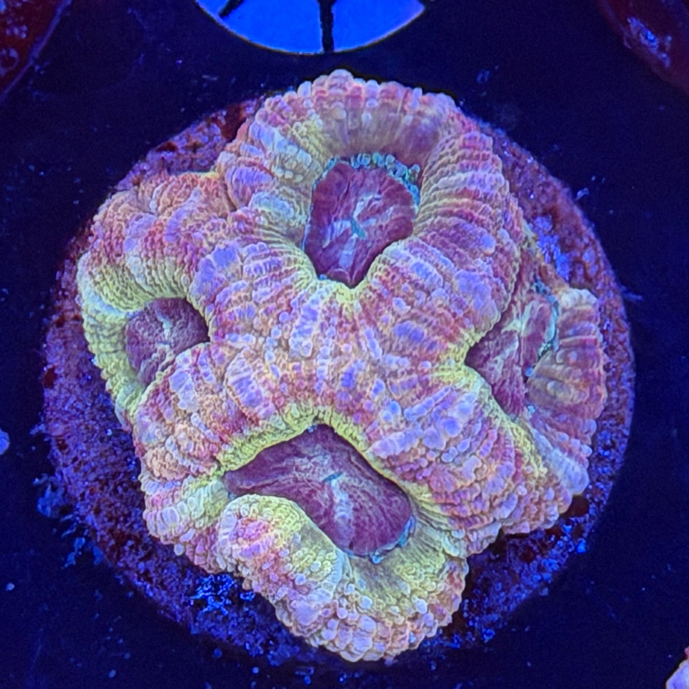 Asian Acan (G13