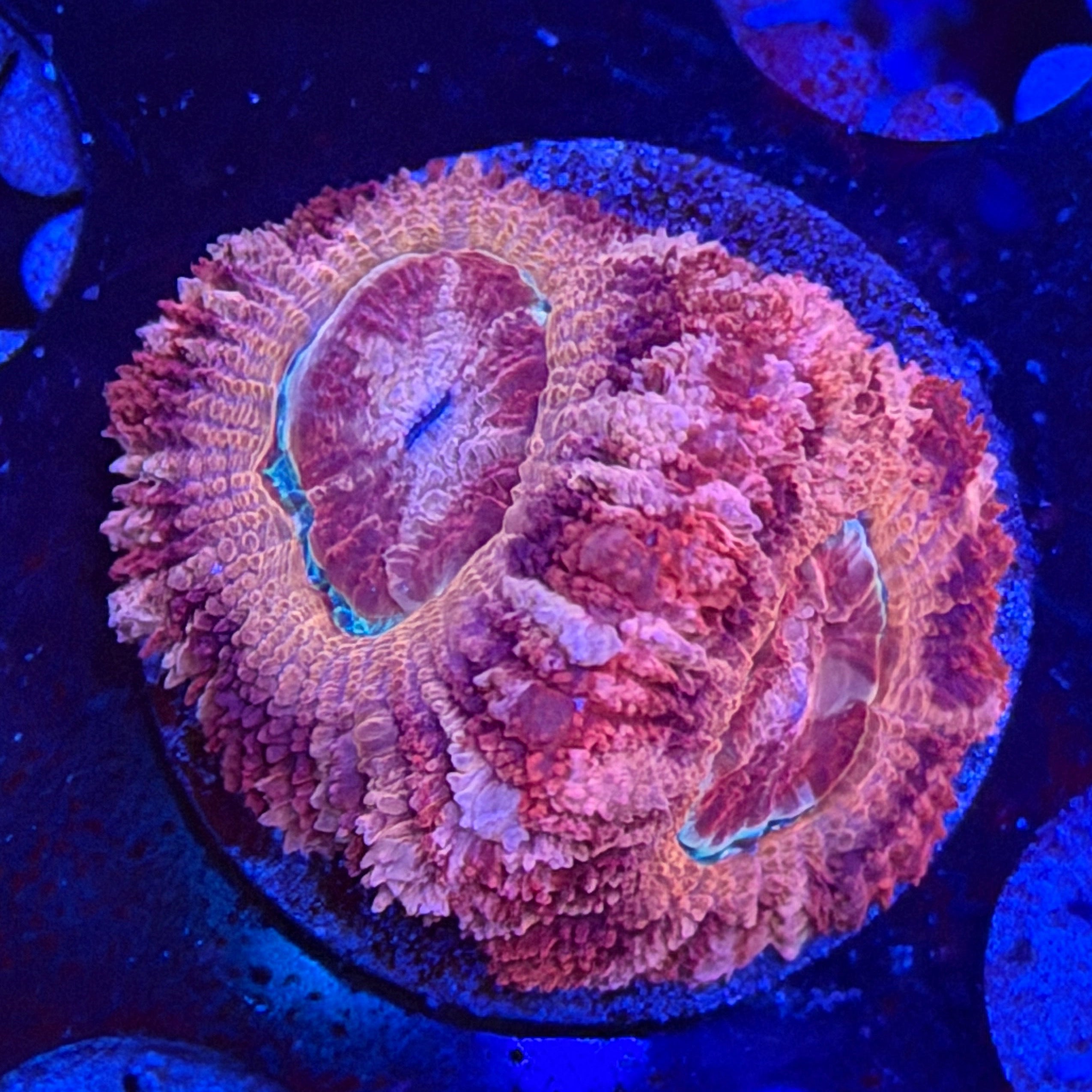 Asian Acan (D2)