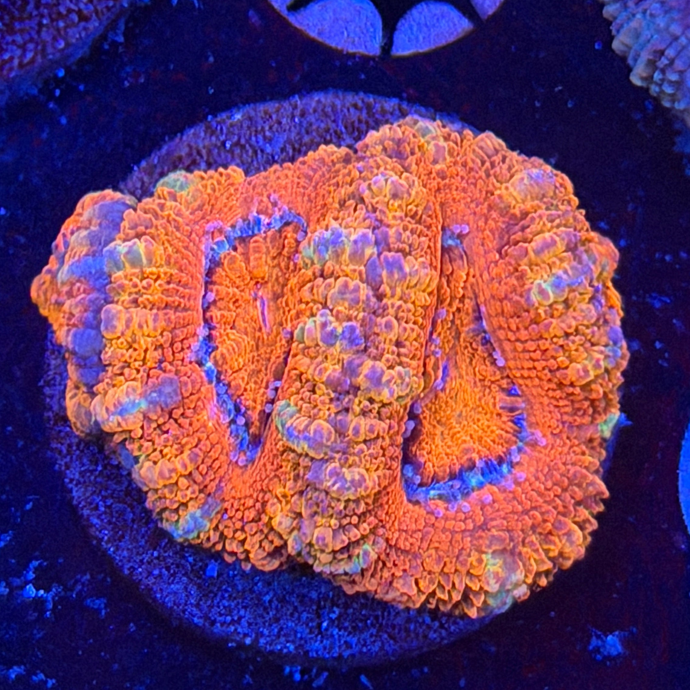 Aussie Acan (G9)