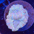 Asian Acan (I11)