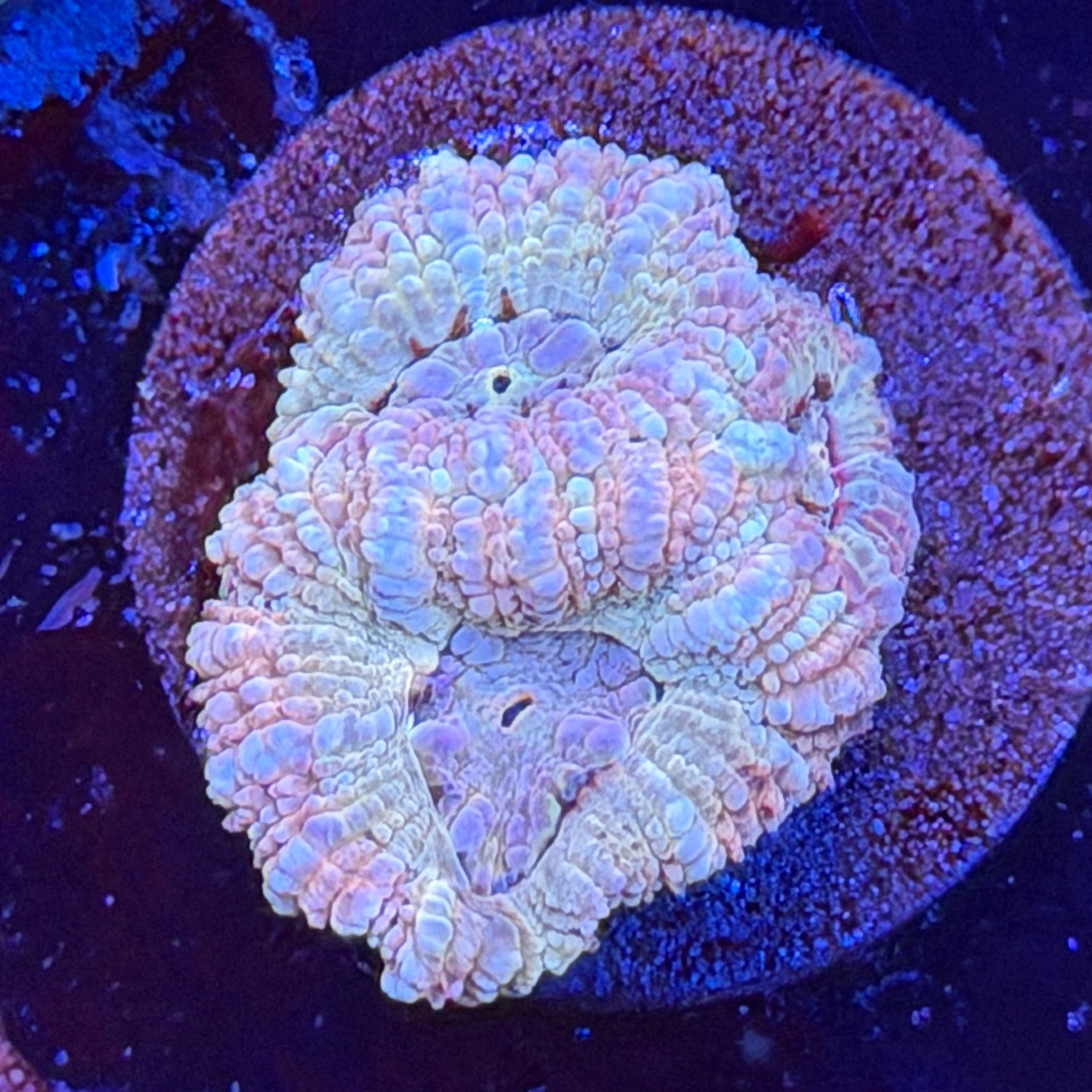 Asian Acan (I11)